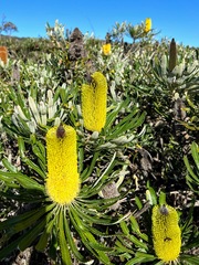Banksia attenuata