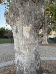 Platanus racemosa