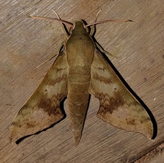 Xylophanes germen