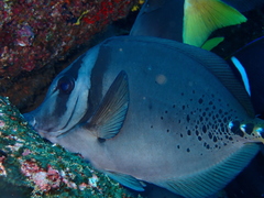 Prionurus laticlavius