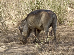 Phacochoerus africanus massaicus