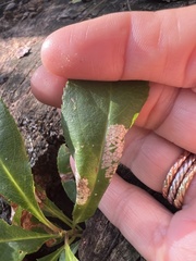 Parornix geminatella