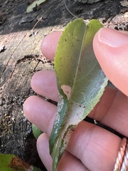 Parornix geminatella