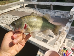 Micropterus salmoides