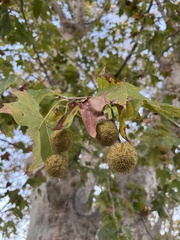 Platanus racemosa