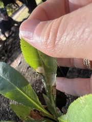 Parornix geminatella