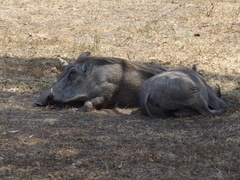 Phacochoerus africanus massaicus