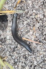 Ommatoiulus moreleti