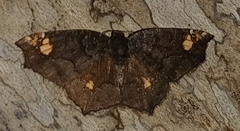 Anisoperas tessellata