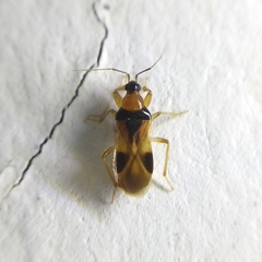 Prostemmatinae