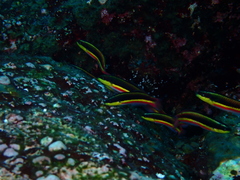 Thalassoma lucasanum