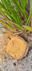 Pisolithus arhizus
