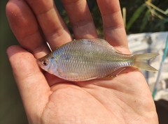 Acheilognathus macropterus