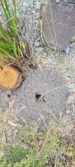Pisolithus arhizus