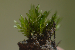 Fissidens ventricosus