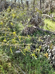 Acacia ulicifolia