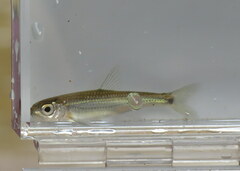 Notropis telescopus