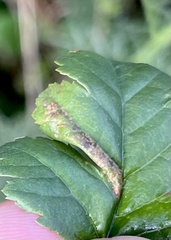 Phyllonorycter mespilella
