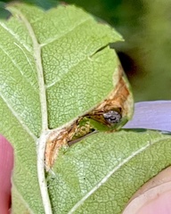 Phyllonorycter mespilella