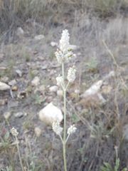 Froelichia arizonica