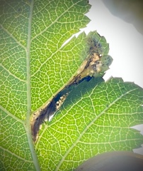 Phyllonorycter mespilella