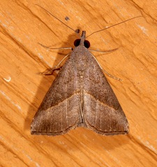 Hypena degesalis