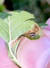 Phyllonorycter mespilella