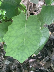 Brachyglottis repanda