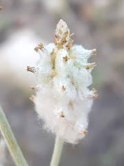 Froelichia arizonica