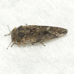 Pachypsylla