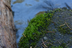 Fissidens ventricosus