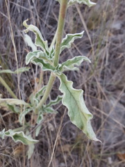 Froelichia arizonica