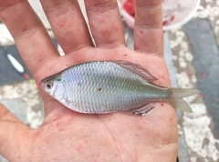 Acheilognathus macropterus