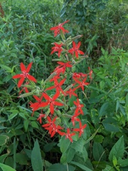 Silene regia