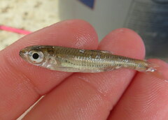 Notropis ariommus