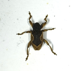 Elytrocoptus lemniscatus