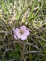 Geranium hayatanum