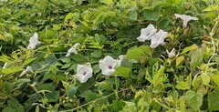 Ipomoea pandurata