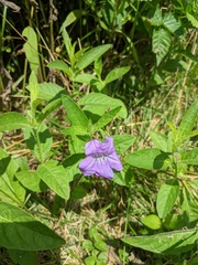 Ruellia humilis