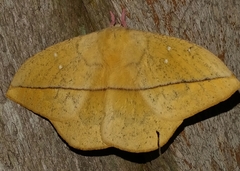 Lonomia