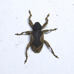 Elytrocoptus lemniscatus