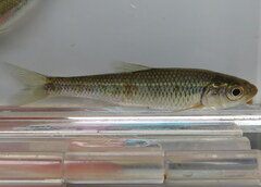 Luxilus chrysocephalus