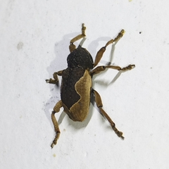 Elytrocoptus lemniscatus