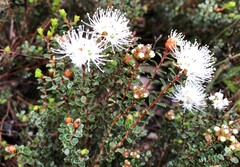 Kunzea pomifera