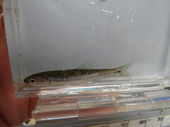 Notropis leuciodus