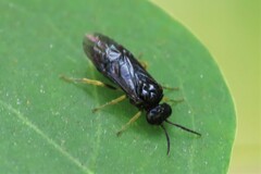 Cladius pectinicornis