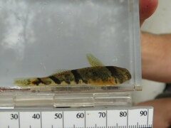 Etheostoma blennius
