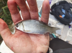 Carassius auratus