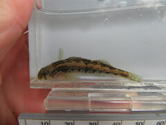 Etheostoma planasaxatile