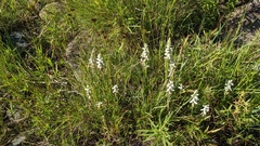 Spiranthes arcisepala